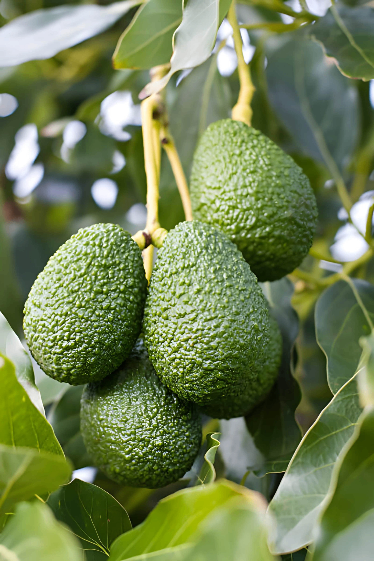 Grafted Hass Avocado