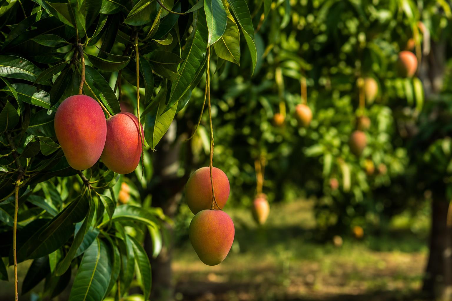 Grafted Tommy Mango